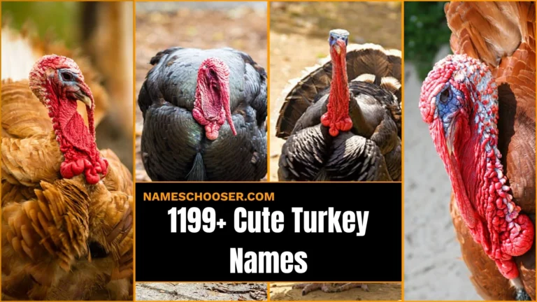 1199+ Cute Turkey Names: That Will Make Everyone Laugh And Fall In Love Instantly