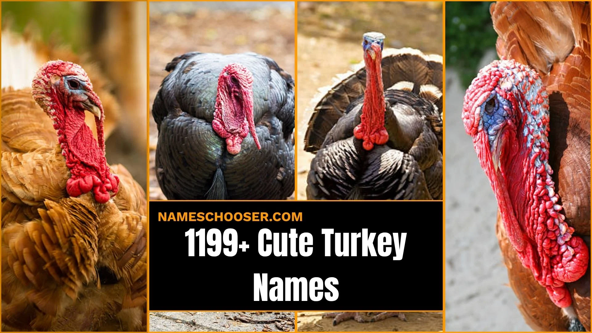 1199+ Cute Turkey Names: That Will Make Everyone Laugh And Fall In Love Instantly