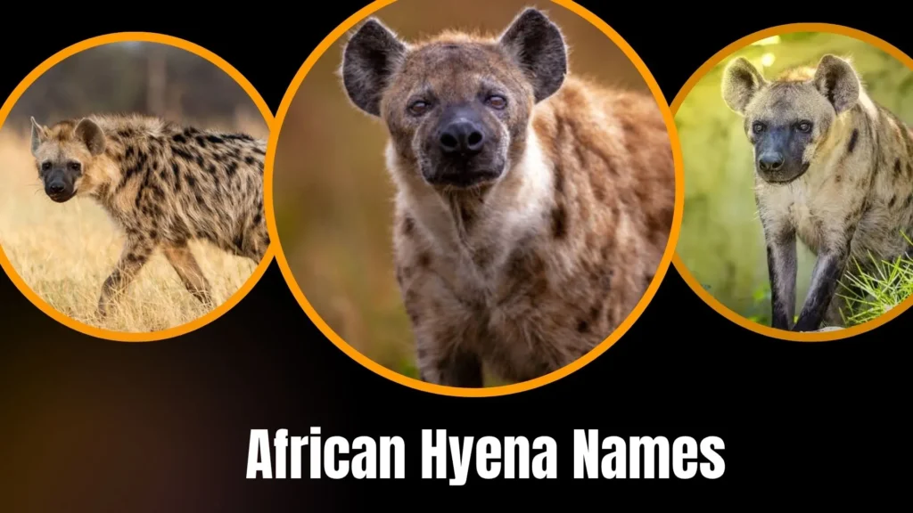 African Hyena Names