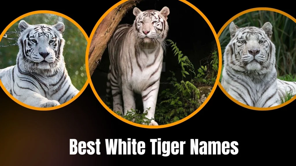Best White Tiger Names