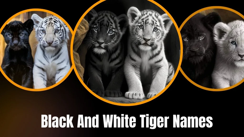 Black And White Tiger Names