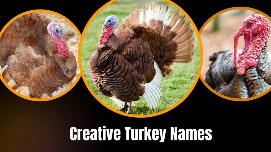Creative Turkey Names