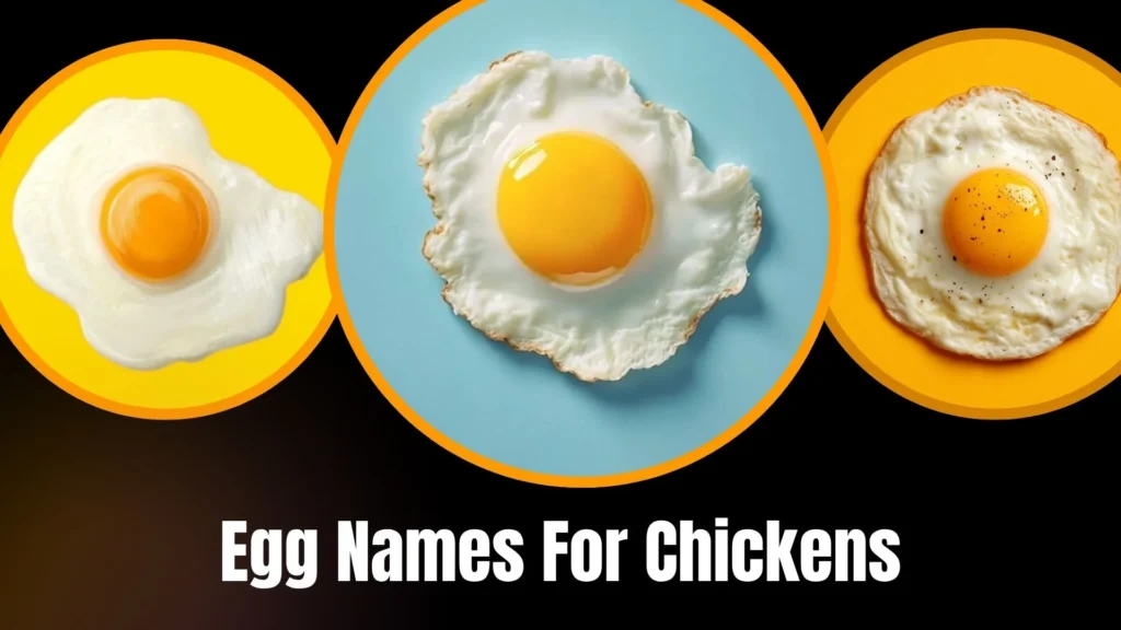Egg Names For Chickens