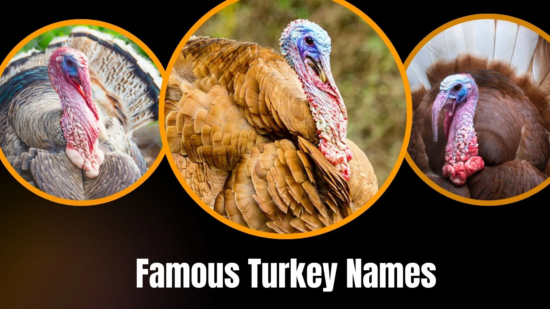 Famous Turkey Names