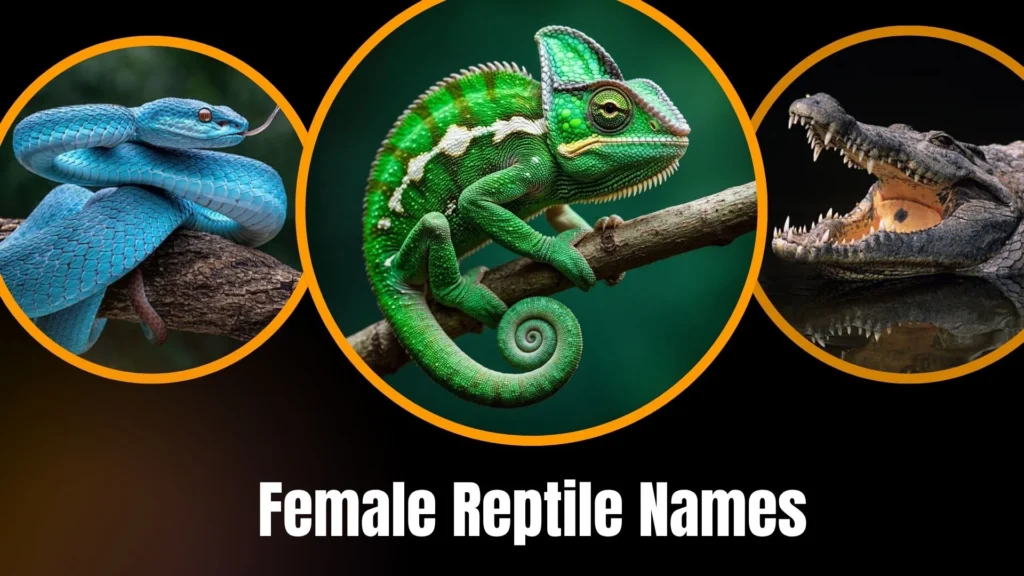 Female Reptile Names