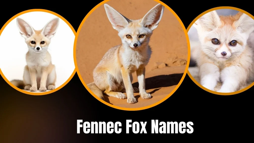Fennec Fox Names