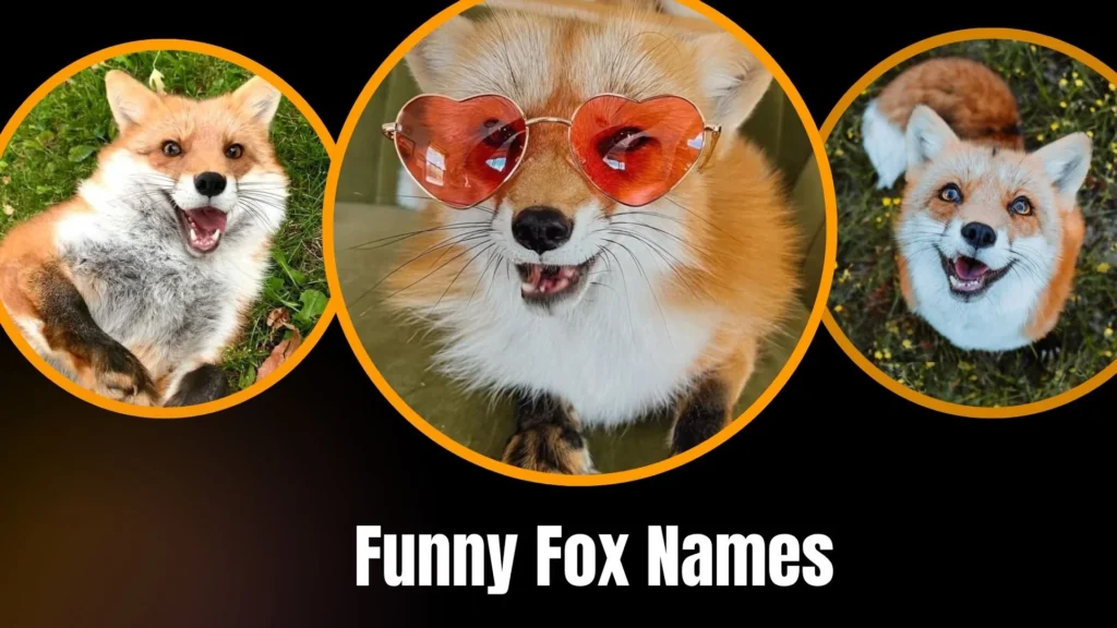 Funny Fox Names