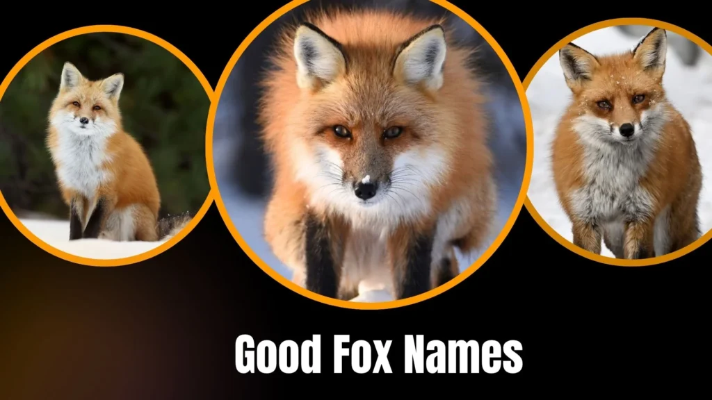 Good Fox Names