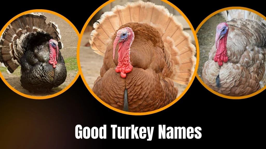 Good Turkey Names