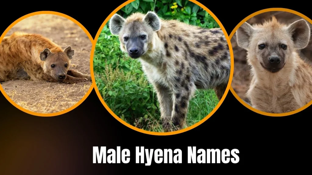 Male Hyena Names