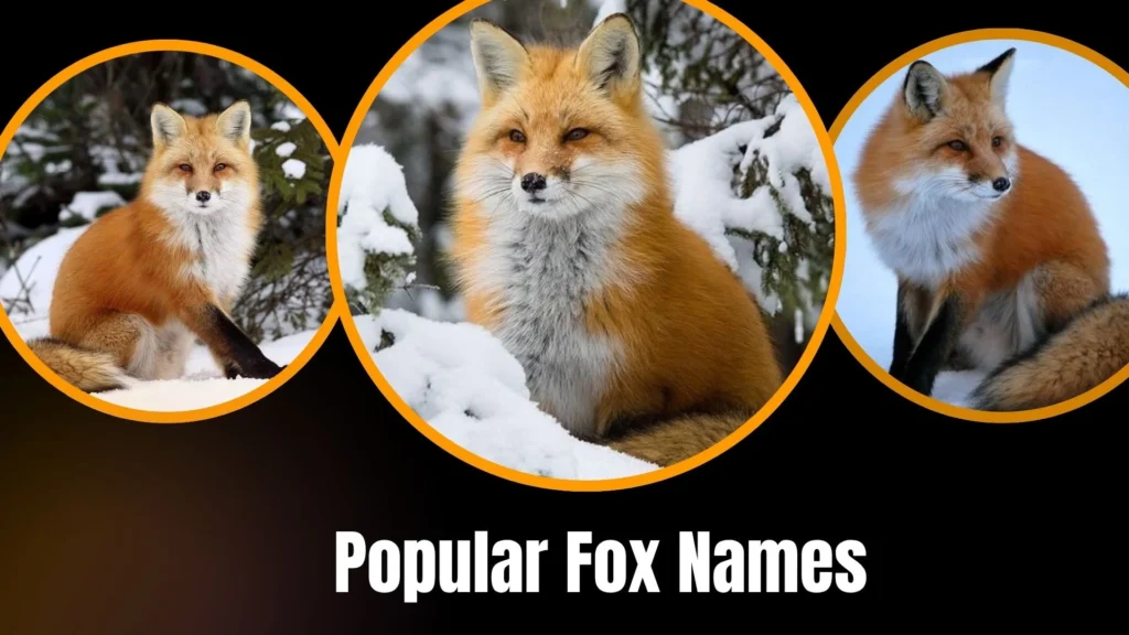 Popular Fox Names