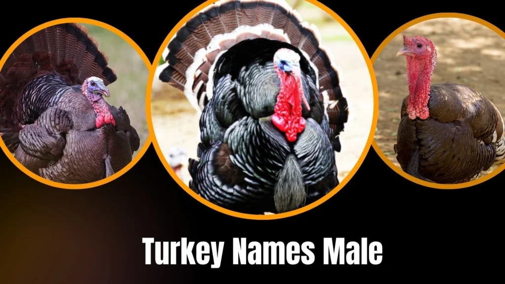 Turkey Names Male