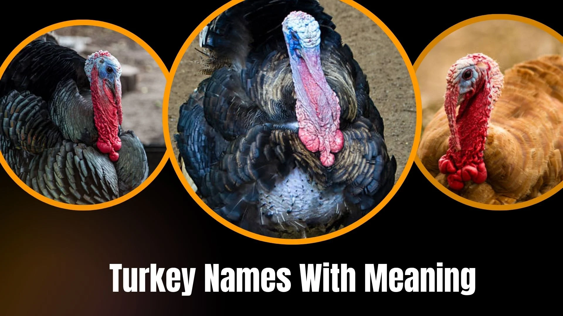 Turkey Names With Meaning