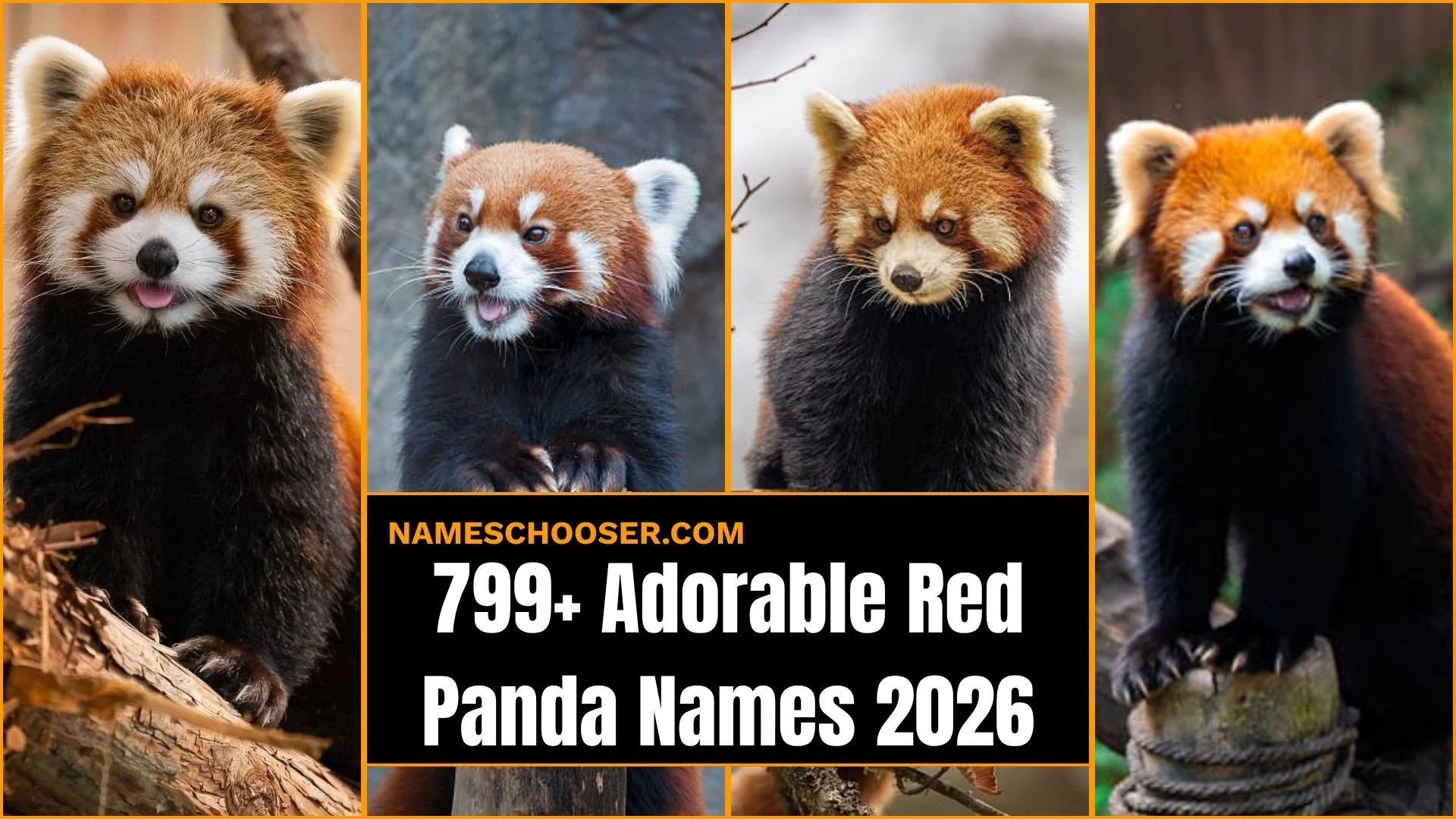 799+ Adorable Red Panda Names: With Cute, Funny, Cool And Creative Meanings