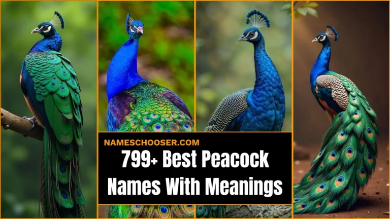 799+ Best Peacock Names With Meanings: Male, Female, Funny And Powerful Name Generator Inside
