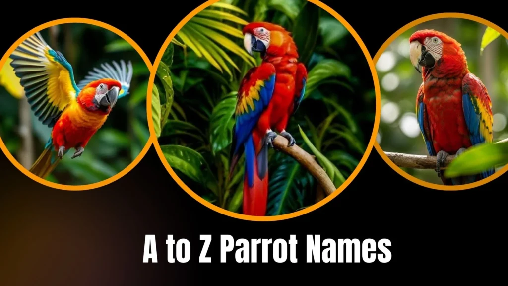 A to Z Parrot Names