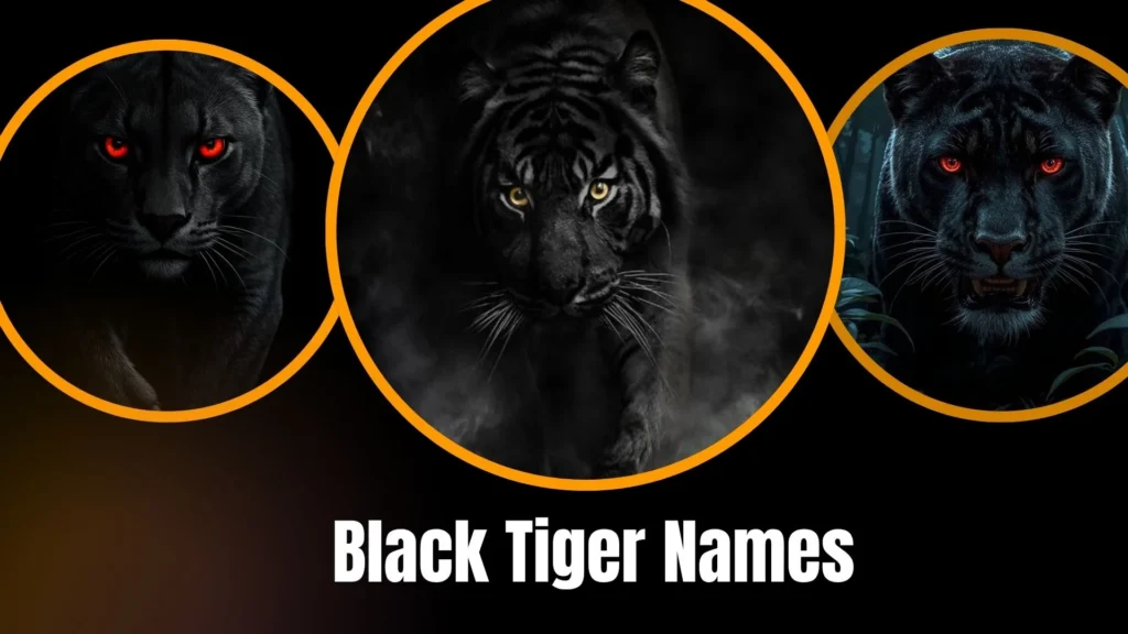 Black Tiger Names