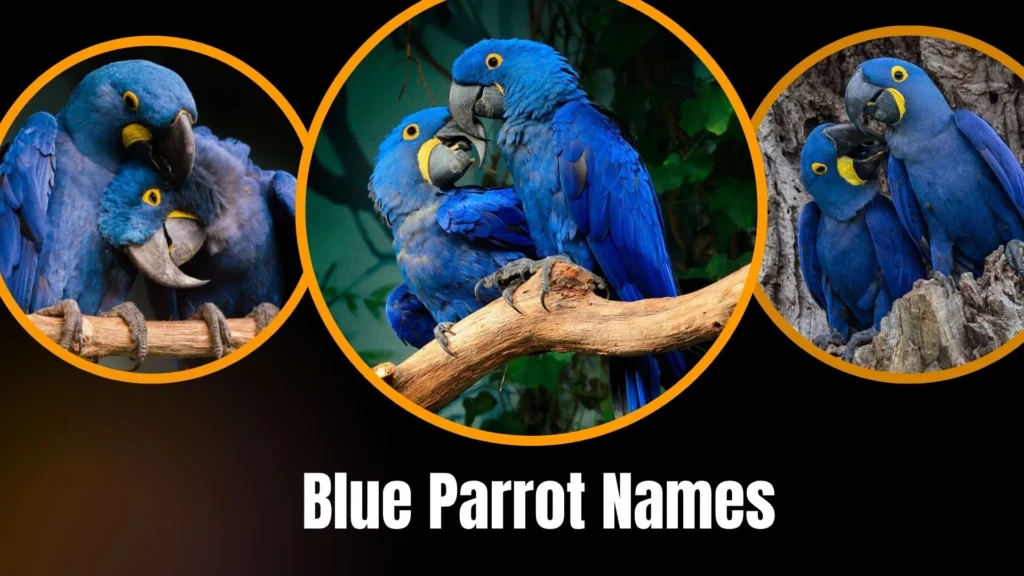 Blue Parrot Names