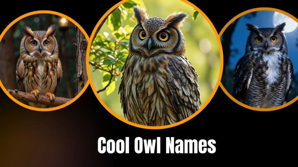 Cool Owl Names