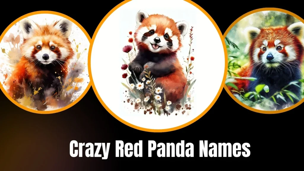 Crazy Red Panda Names
