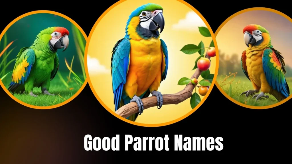 Good Parrot Names