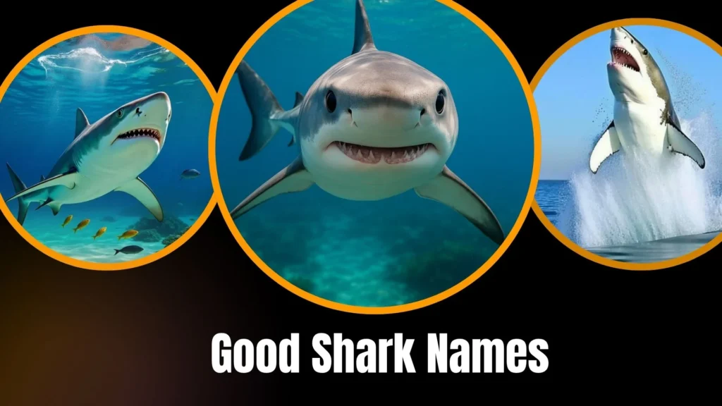 Good Shark Names