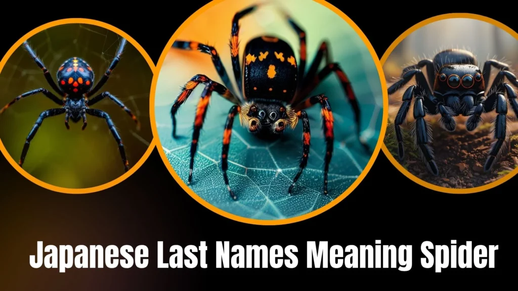Japanese Last Names Meaning Spider