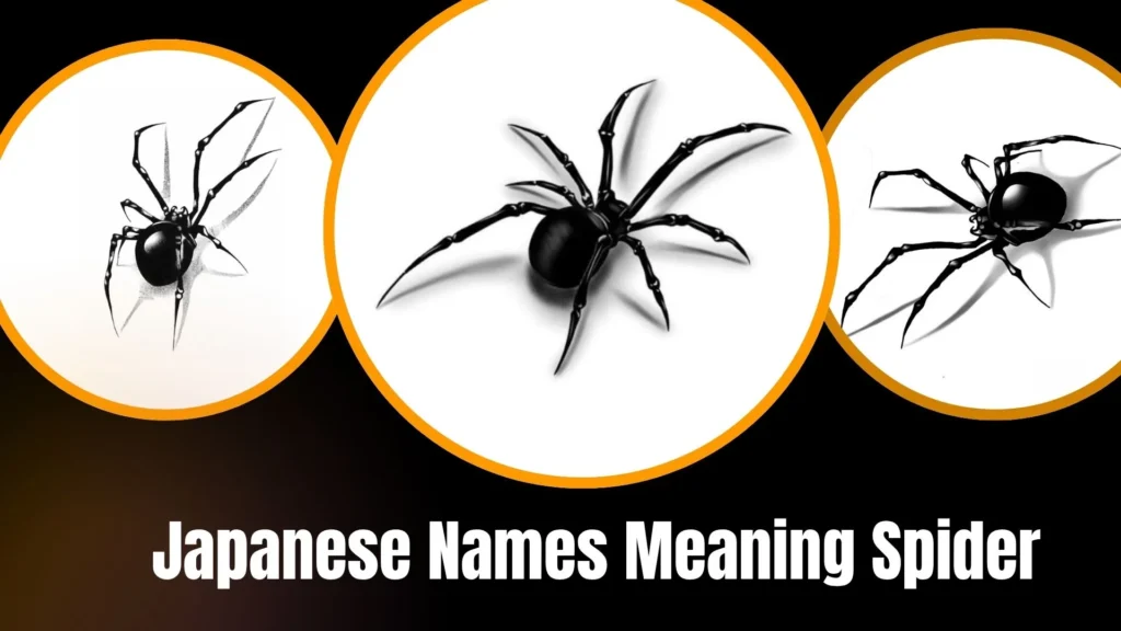 Japanese Names Meaning Spider