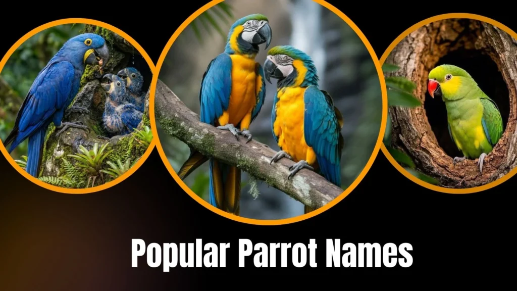 Popular Parrot Names