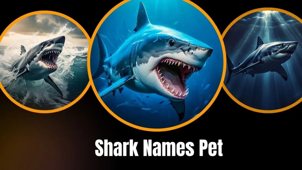 Shark Names Pet