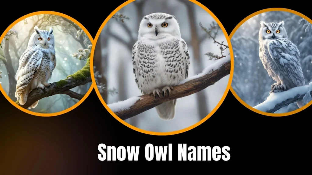 Snow Owl Names