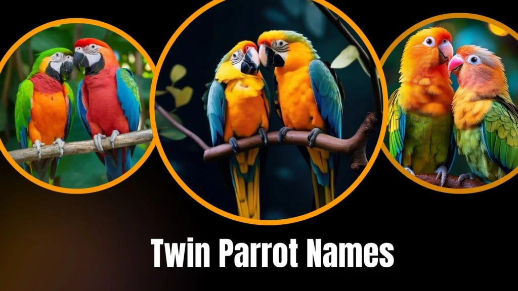 Twin Parrot Names