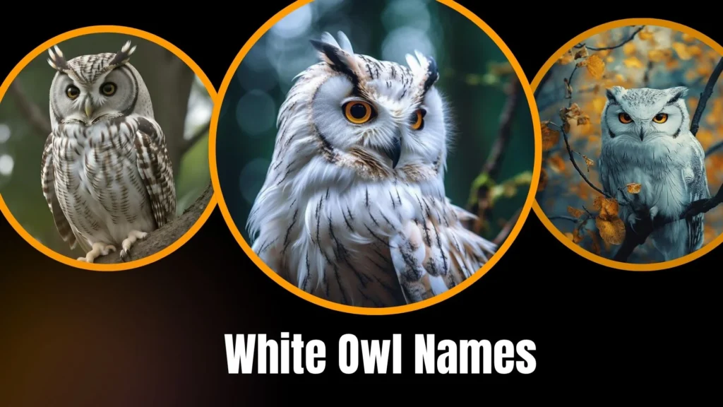 White Owl Names