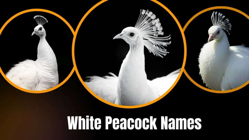 White Peacock Names