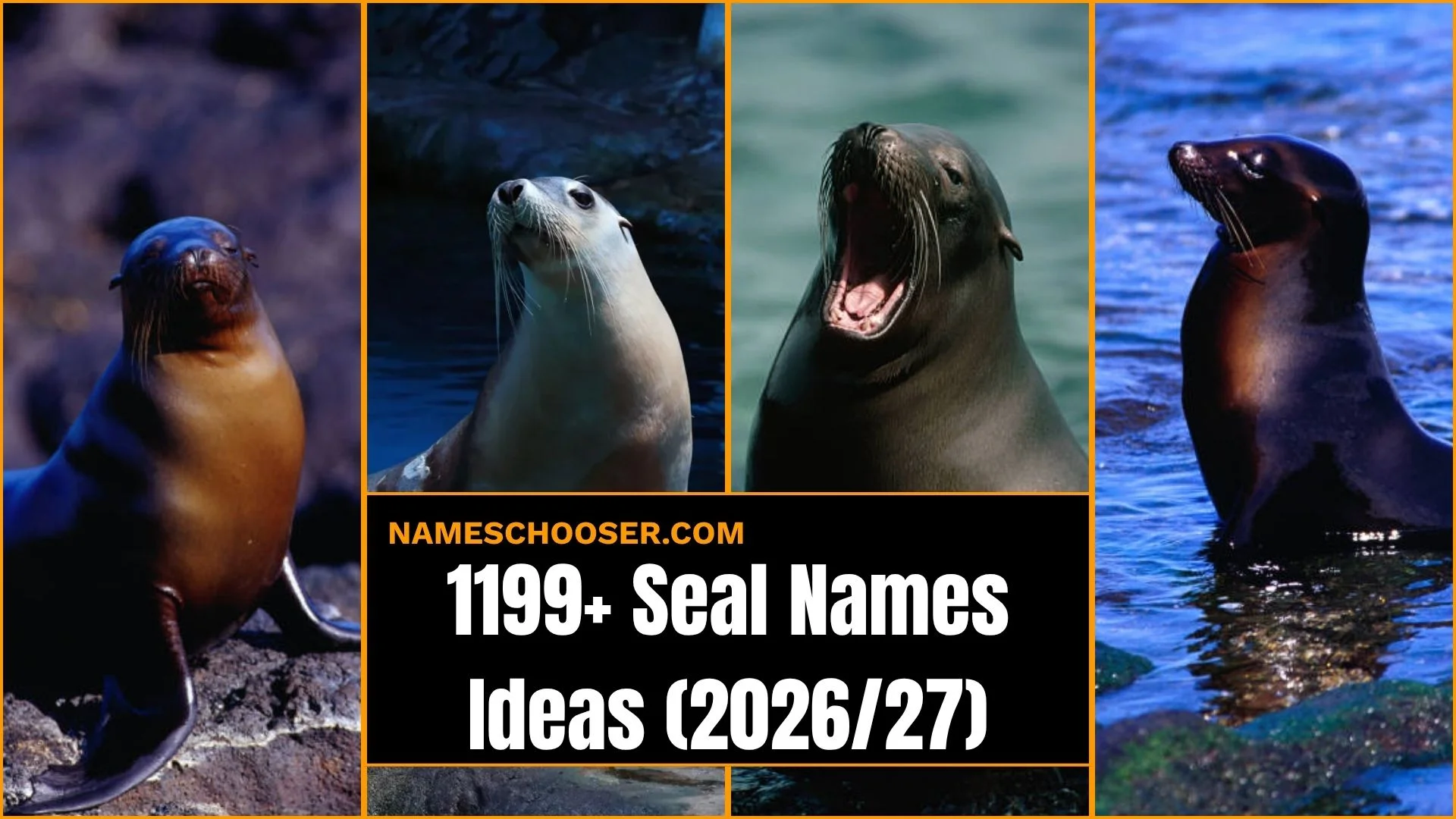 1199+ Seal Names That Will Melt Your Heart, Funny, Cute, Unique And Totally Unexpected 