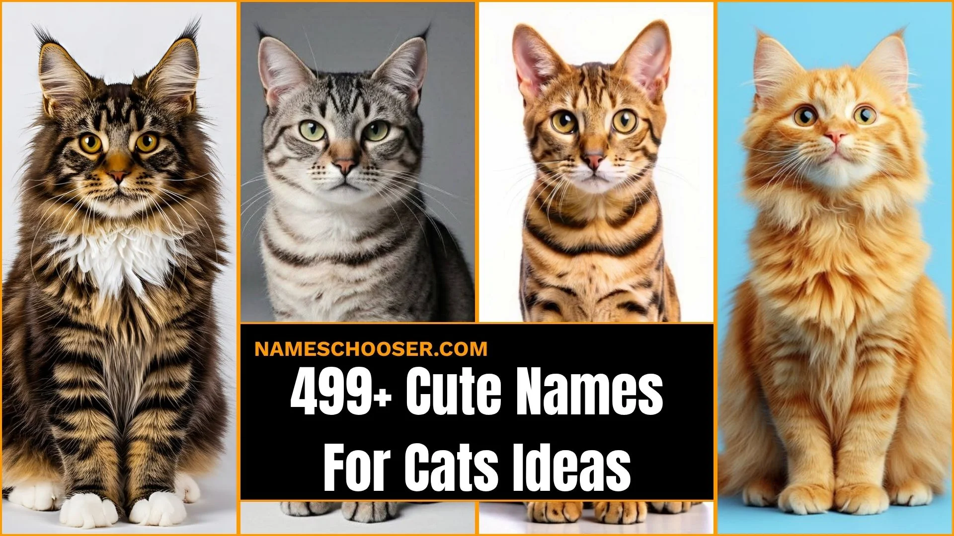 499+ Cute Names For Cats You Will Instantly Love Adorable Funny, Male, Female And Rare Picks 