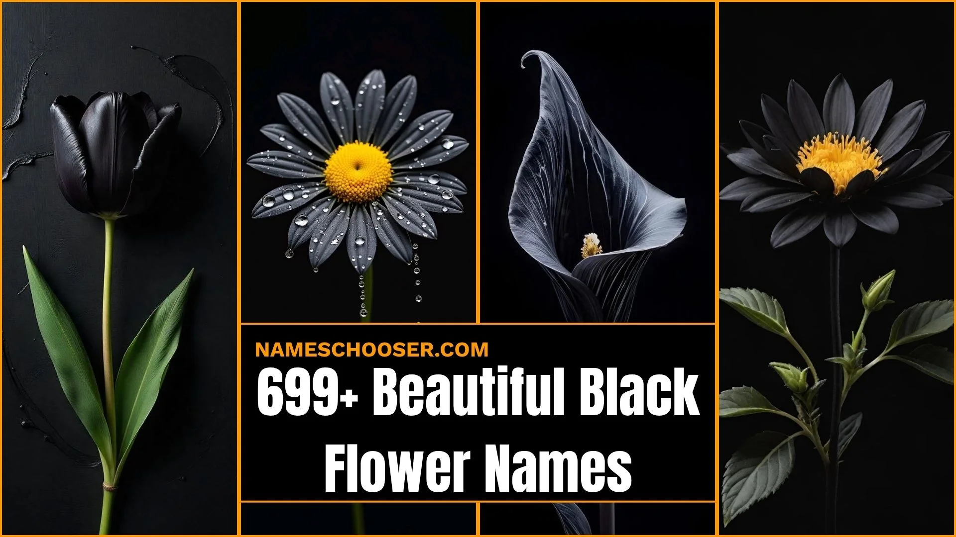 699+ Black Flower Names That Feel Mysterious, Beautiful And Surprisingly Powerful 