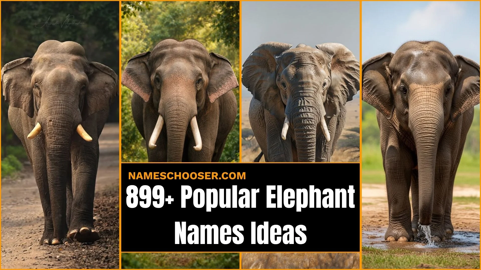899+ Elephant Names: That Are Cute, Unique, Funny And Absolutely Unforgettable
