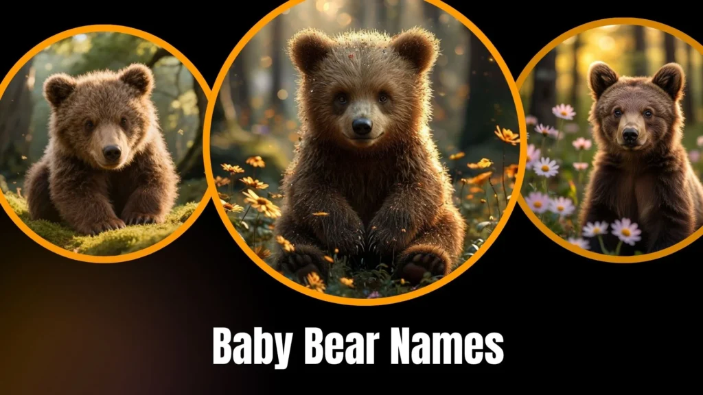 Baby Bear Names