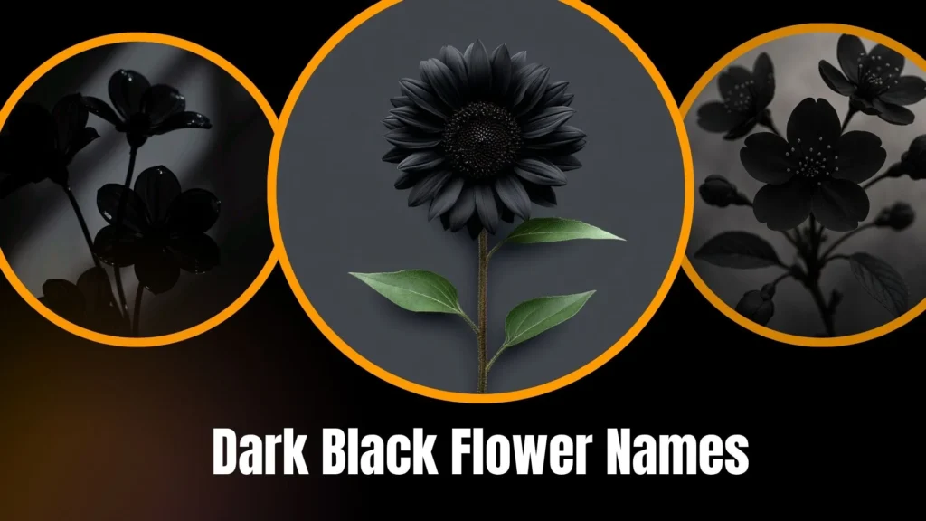 Dark Black Flower Names