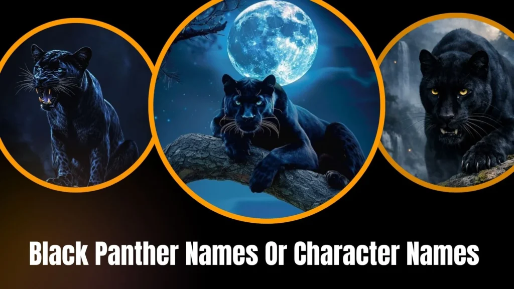 Black Panther Names Or Character Names