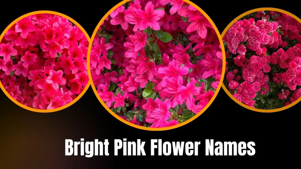 Bright Pink Flower Names