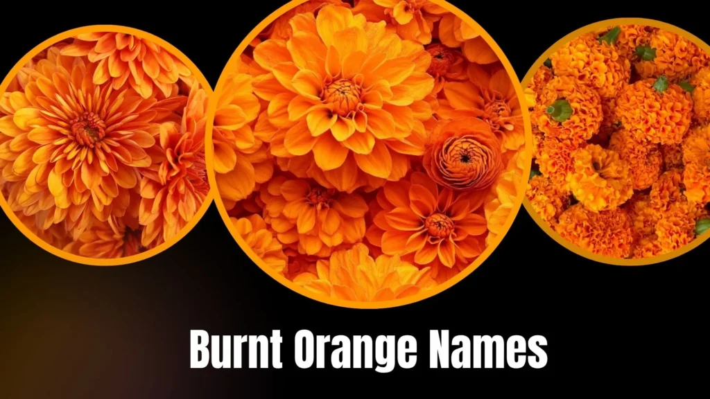 Burnt Orange Names