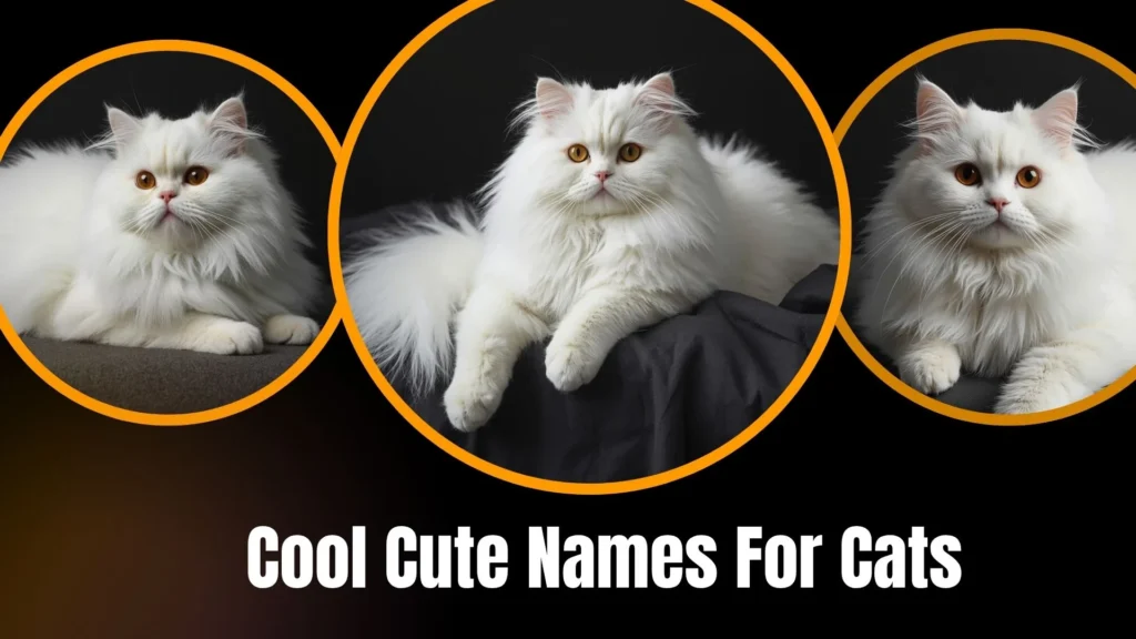 Cool Cute Names For Cats
