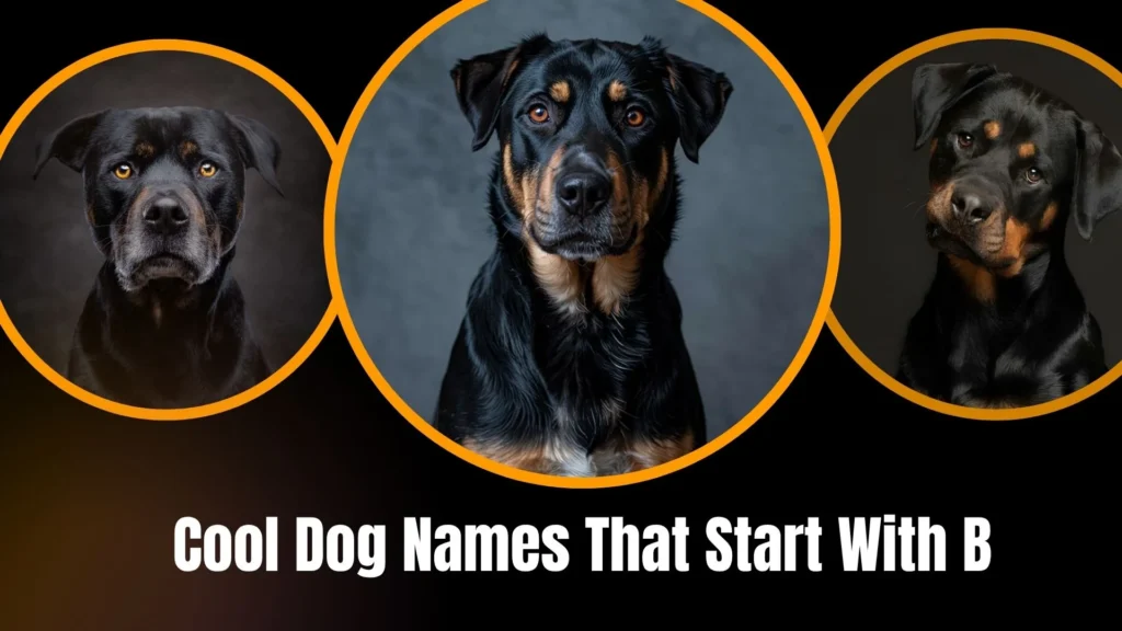 Cool Dog Names That Start With B
