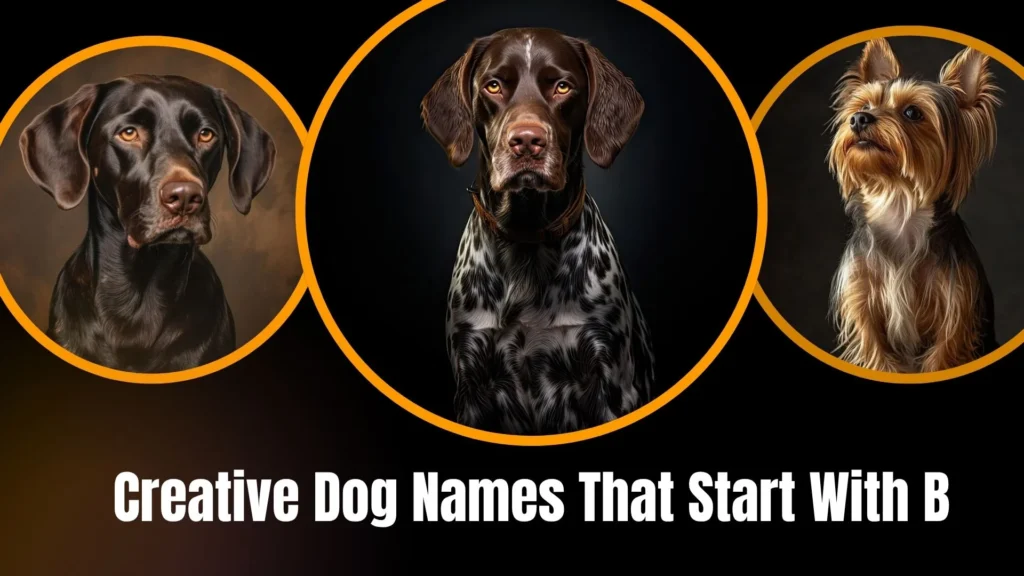 Creative Dog Names That Start With B