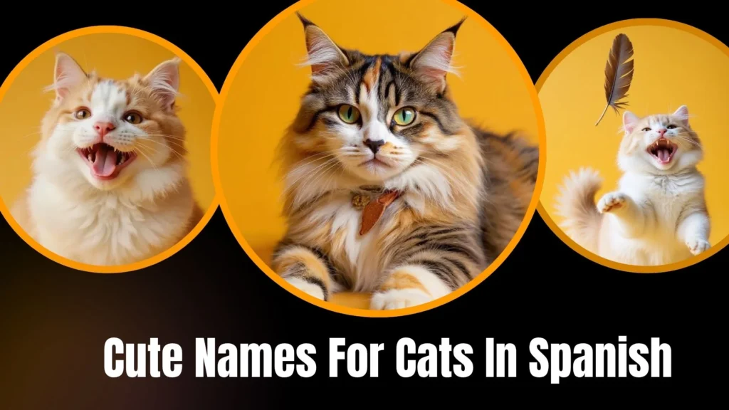 Cute Names For Cats In Spanish