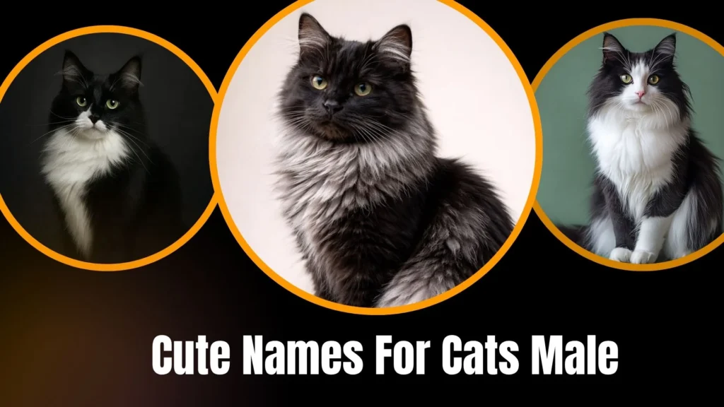 Cute Names For Cats Male