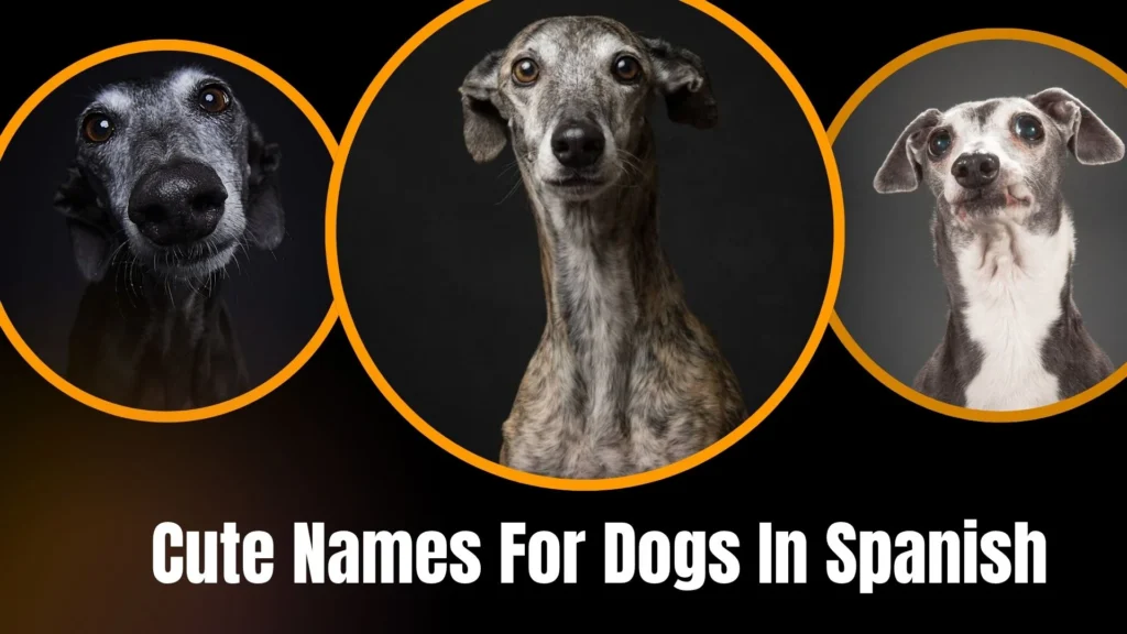 Cute Names For Dogs In Spanish
