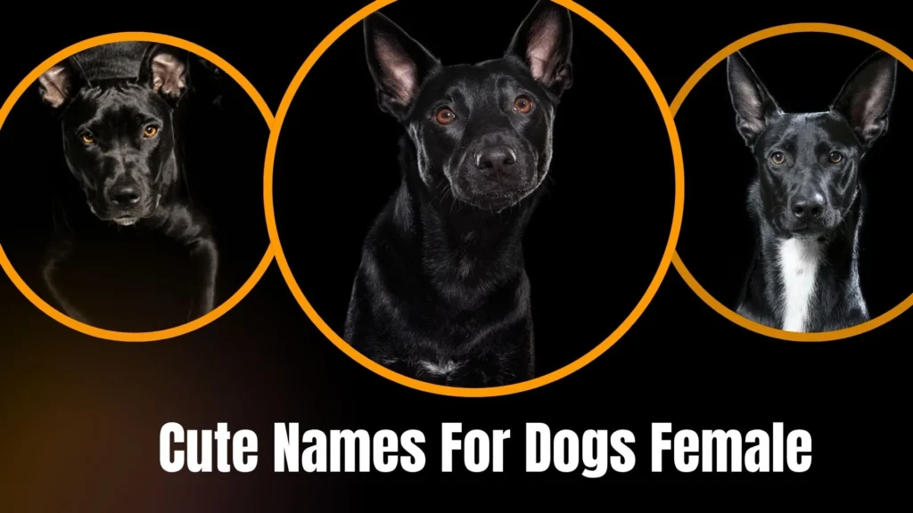 Cute Names For Dogs Female